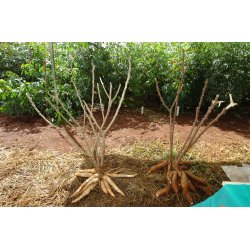 Cassava, grated (Jeeny's) - 454gr.