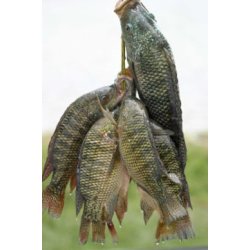 Tilapia (500 - 800 g) Gutted &amp; Scaled (TUT)