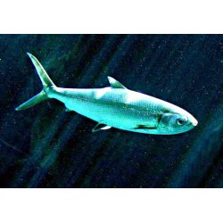 Bangus (Milkfish) Fisherfarms - (600-800gr.)