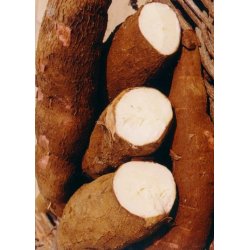 Tapioca Pearls (Food Specialize) 454gr.